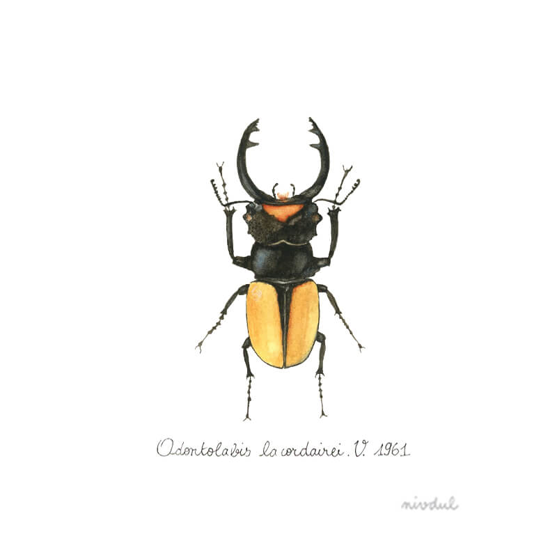 Aquarelle Coléoptères. Insectes Colorés Illustration Stock - Illustration  du faune, beau: 175502318