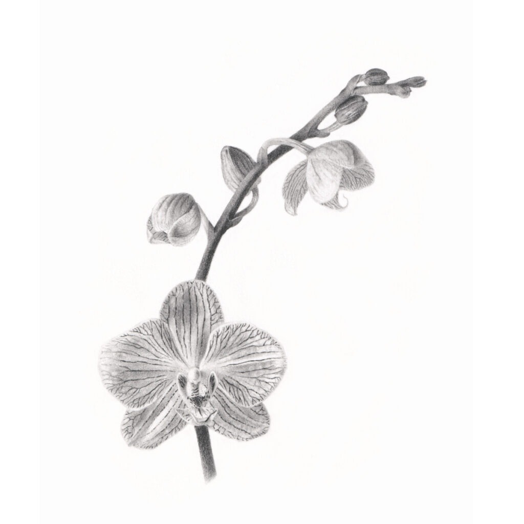 Orchid-Graphite-Ludwine-Probst