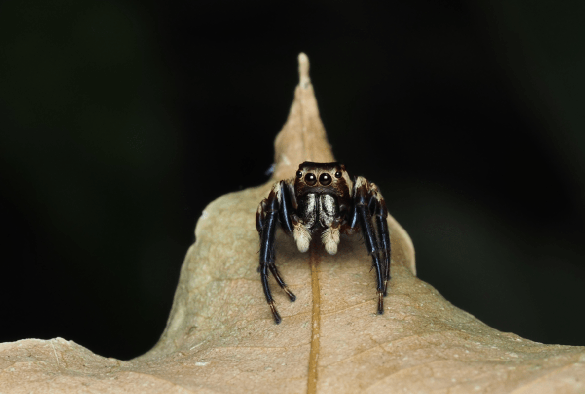 Macrophotographie araignée sauteuse Australie Cairns Euryattus wallacei by Ludwine Probst