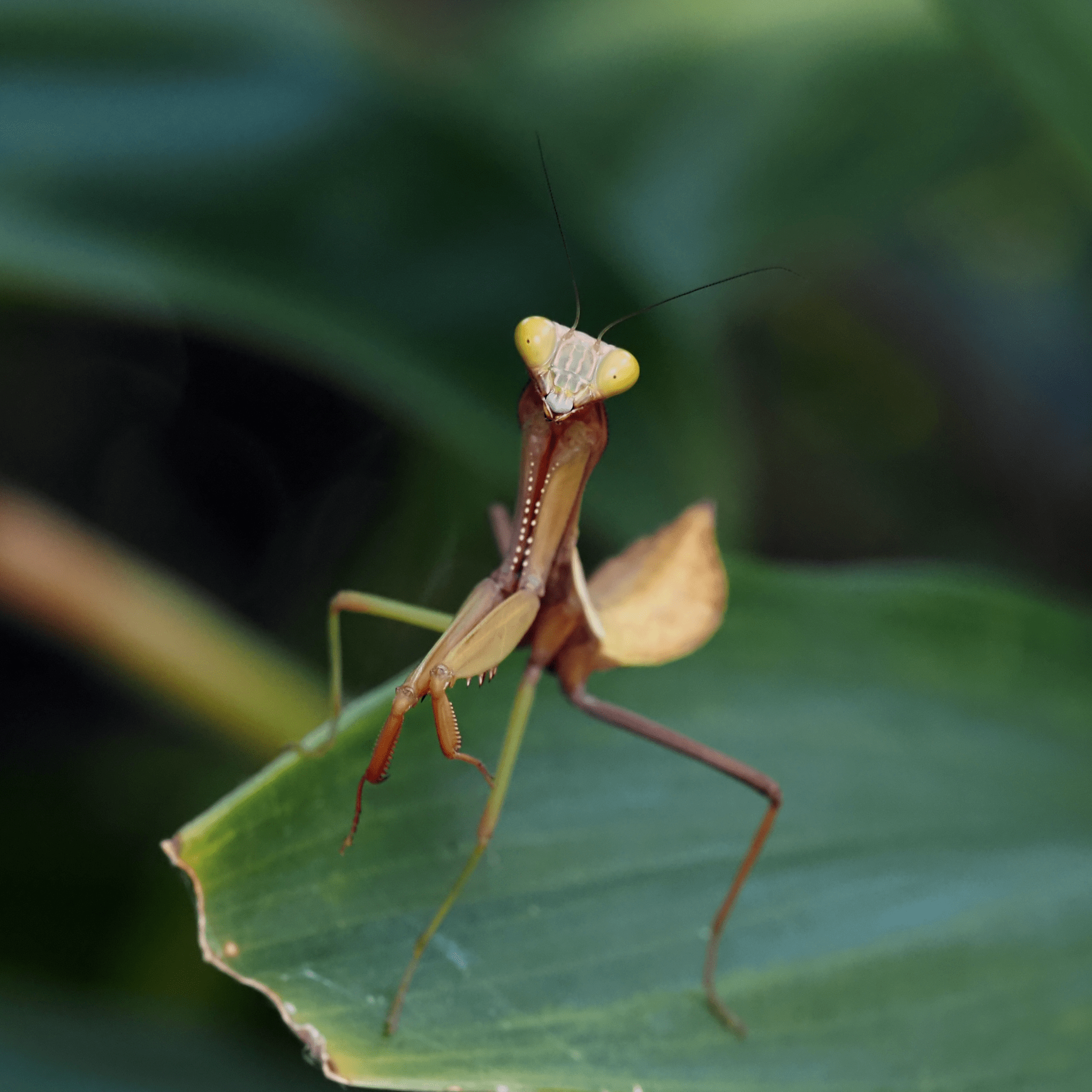 macrophotographie Mante religieuse Giant Rainforest Mantis Hierodula majuscula Australie Ludwine Probst