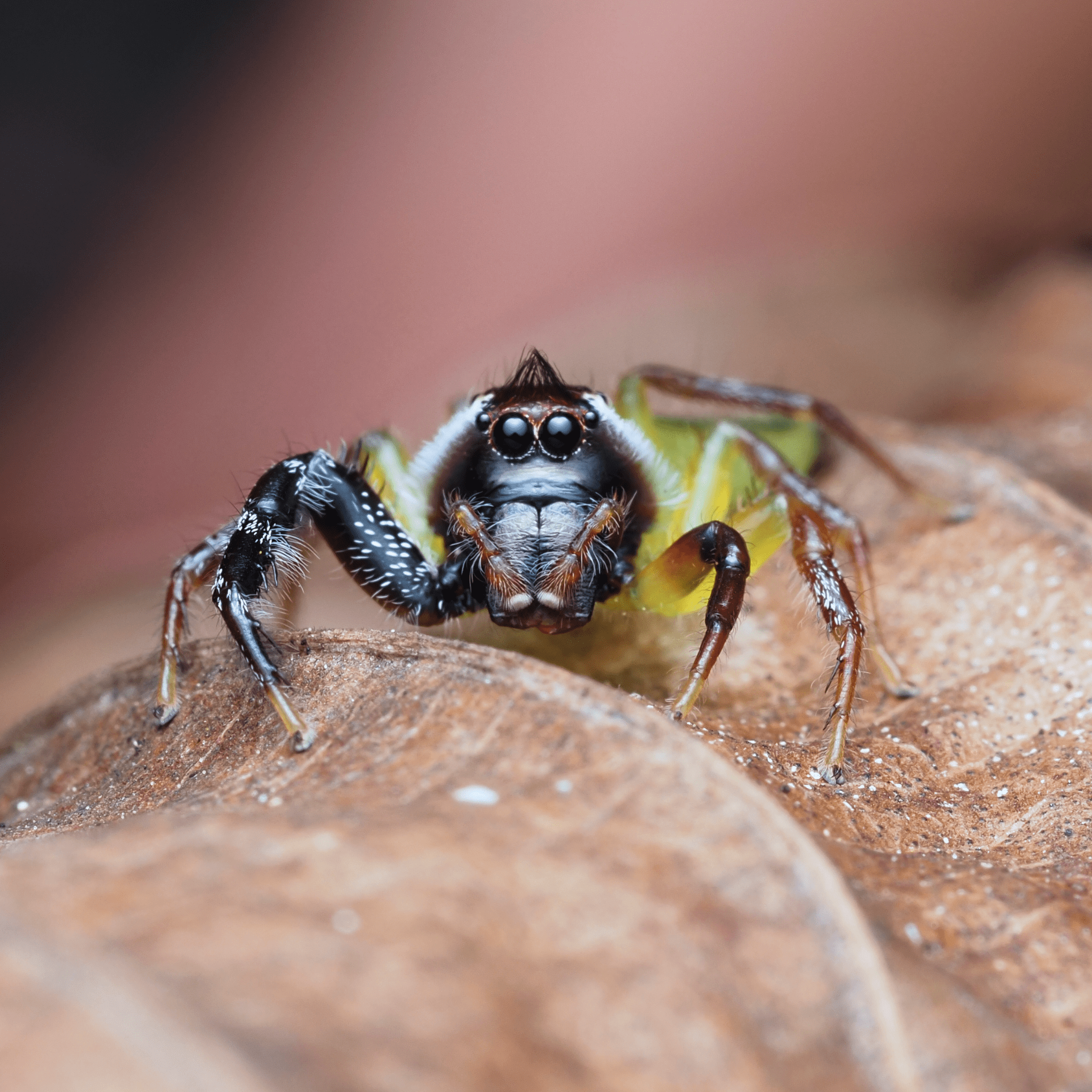 macrophotographie araignée sauteuse Mopsus mormon Ludwine Probst