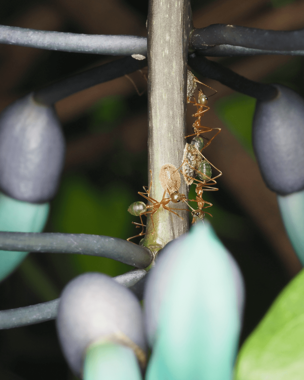 Fourmis vertes sur liane de Jade Jardin Botanique Cairns by Ludwine Probst