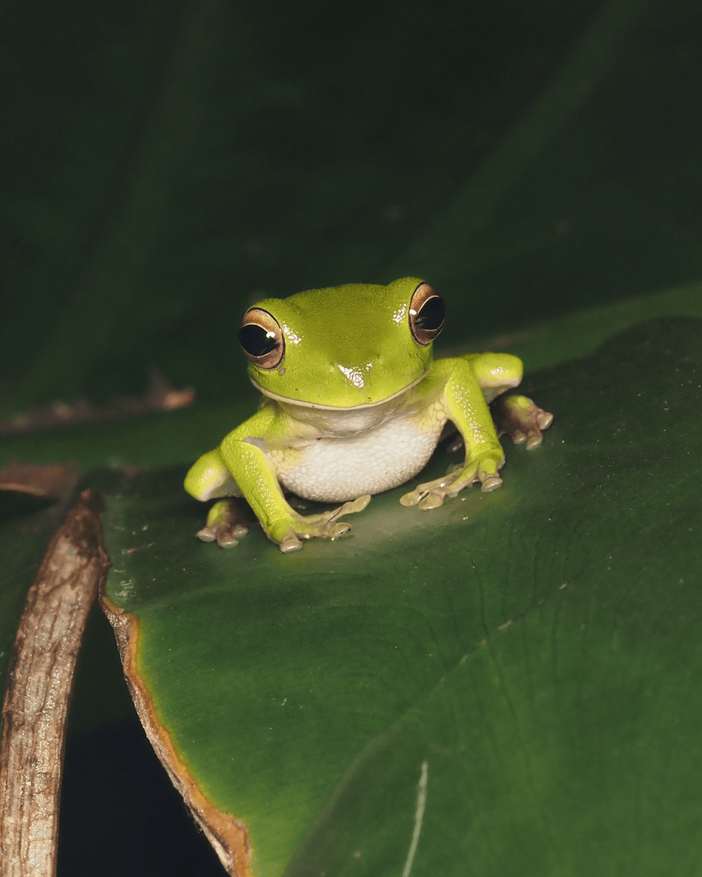 Rainette géante dans le Jardin Botanique Cairns white-lipped tree frog by Ludwine Probst