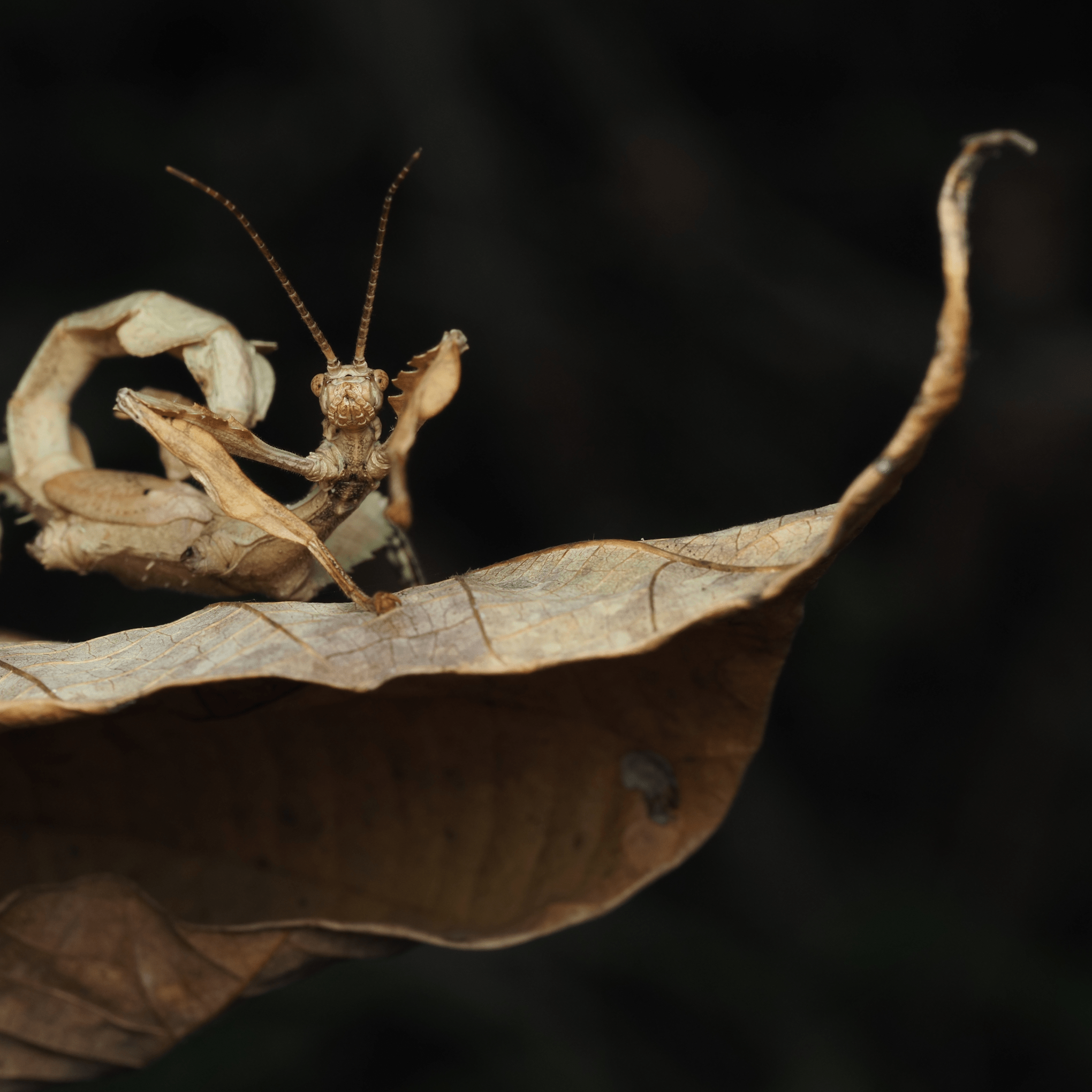 macrophotographie Spiny Leaf Insect Ludwine Probst