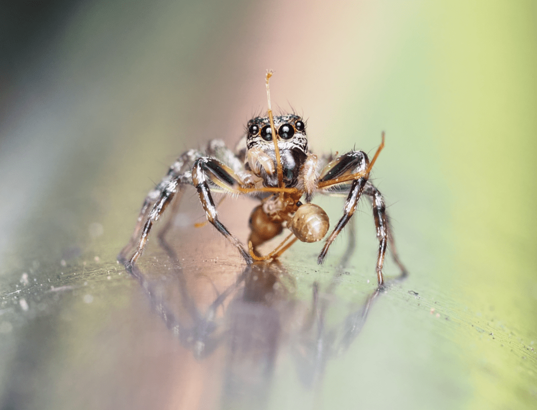 macrophotographie araignée sauteuse Australie zenodorus swiftorum ludwine probst