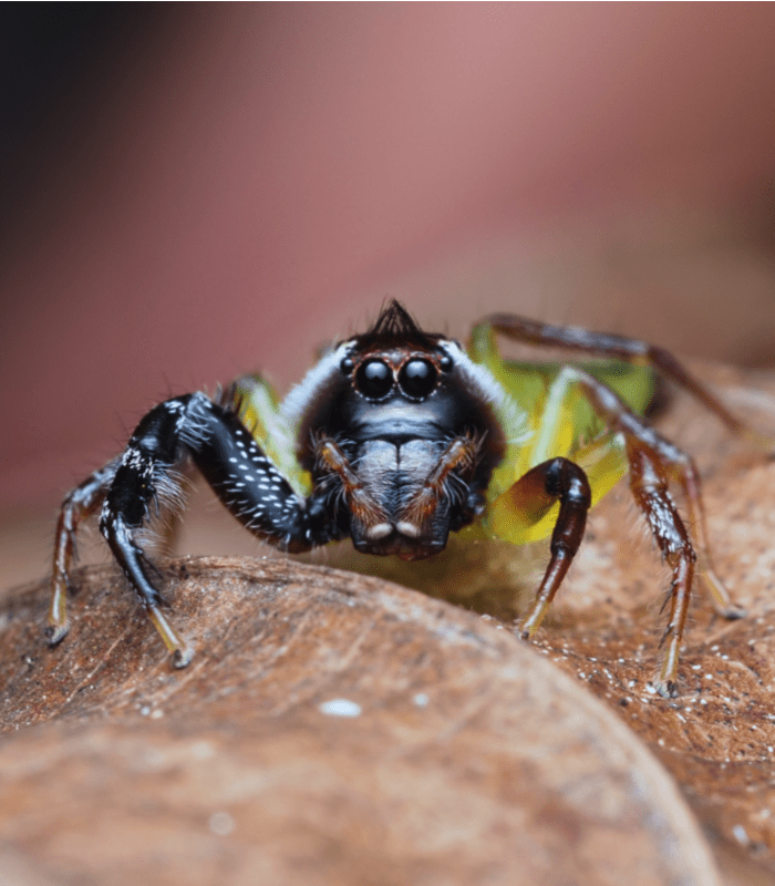 Jumping spider mopsus mormon botanic gardens cairns australia ludwine probst