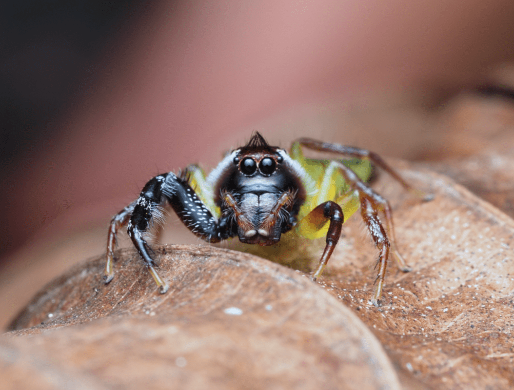 Araignée sauteuse Australie Mopsus mormon macrophotographie by Ludwine Probst