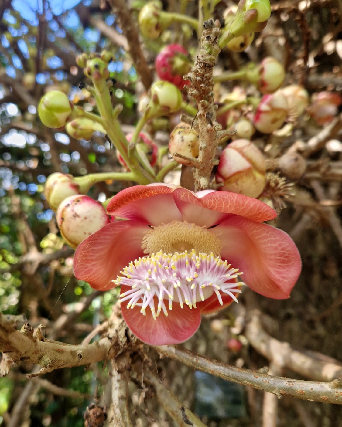 Fleur rose Jardin Botanique de Cairns by Ludwine Probst