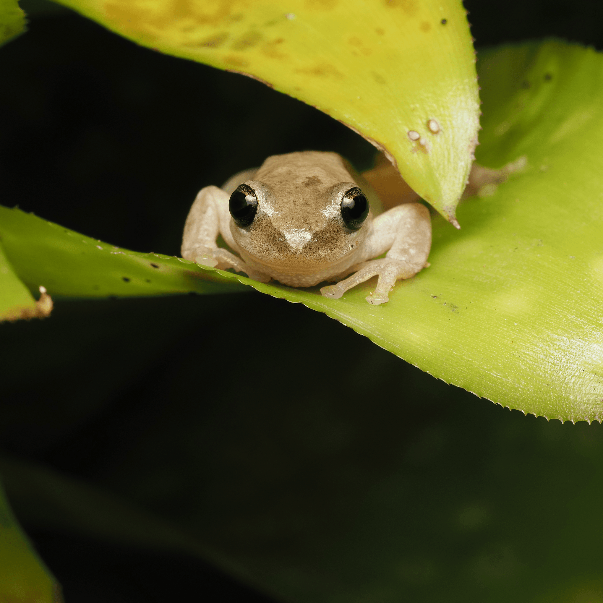 Grenouille macrophotographie Australie Ludwine Probst