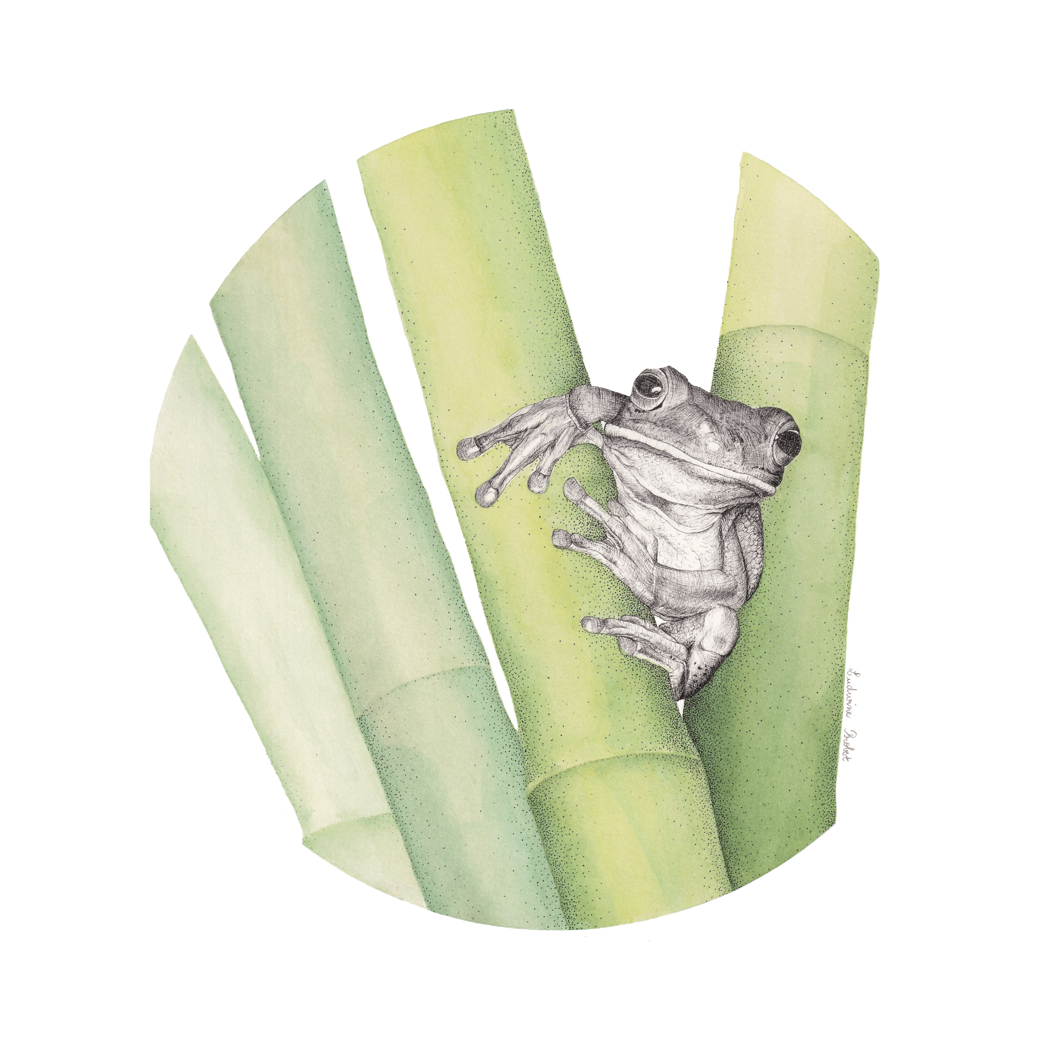 Illustration botanique et naturaliste représentant une grenouille verte sur un bambou, réalisée à l’aquarelle et à l’encre par Ludwine Probst.