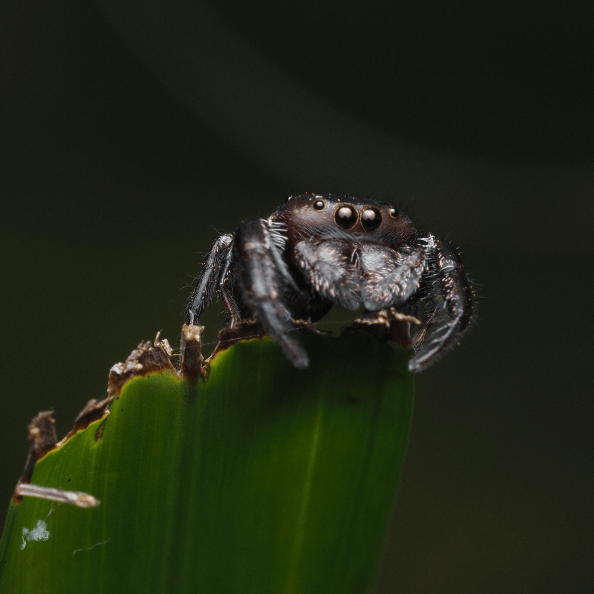 macrophotographie araignée sauteuse bali indonésie Ludwine Probst