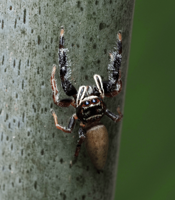 macrophotographie araignee sauteuse australie cairns mâle bavia aericeps by ludwine probst