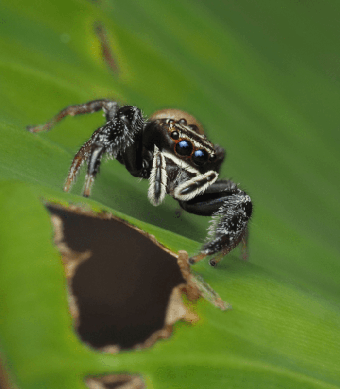 macrophotographie araignee sauteuse australie cairns mâle bavia aericeps by ludwine probst