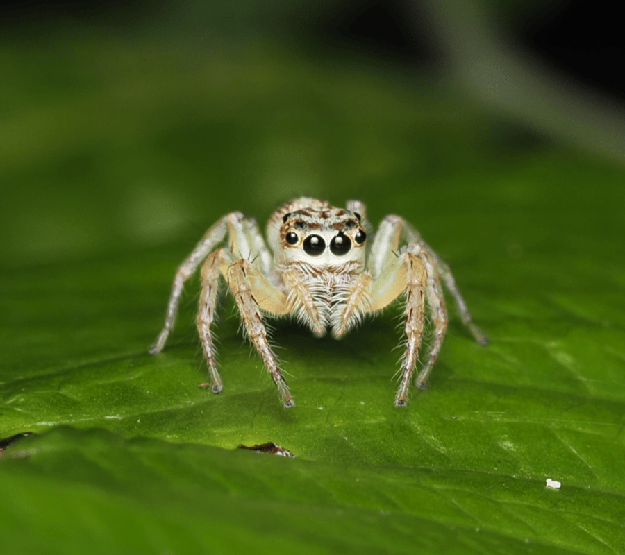 macrophotographie araignee sauteuse australie cairns cytaea plumbeiventris femelle by ludwine probst