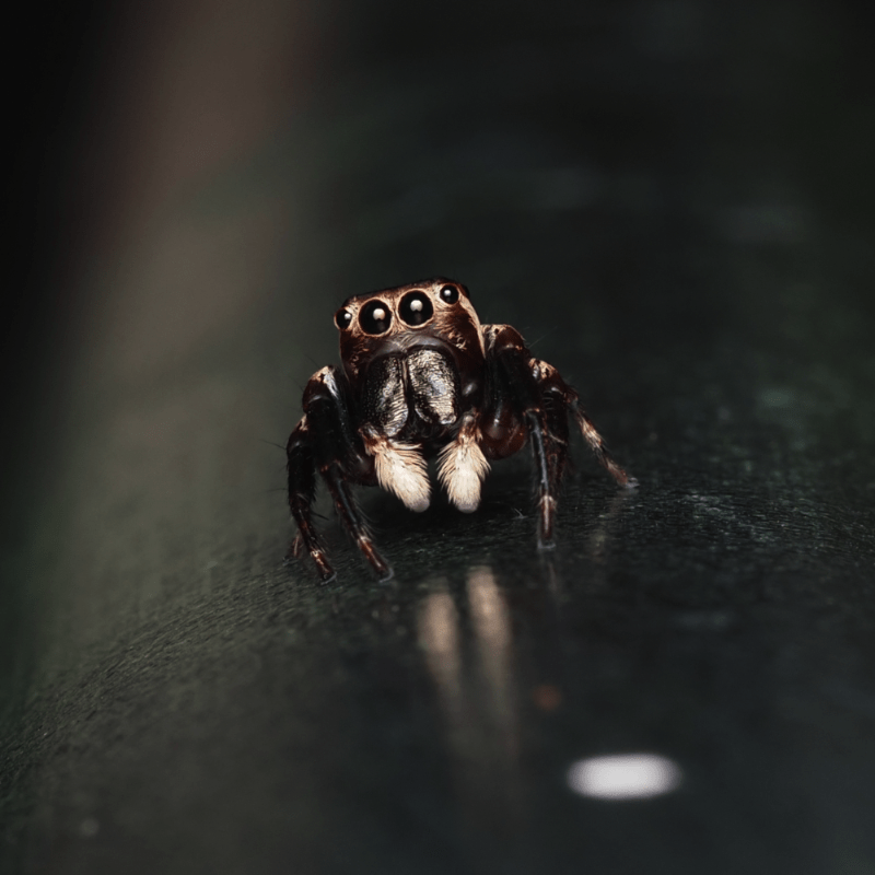 macrophotographie araignee sauteuse australie cairns euryattus wallacei by ludwine probst