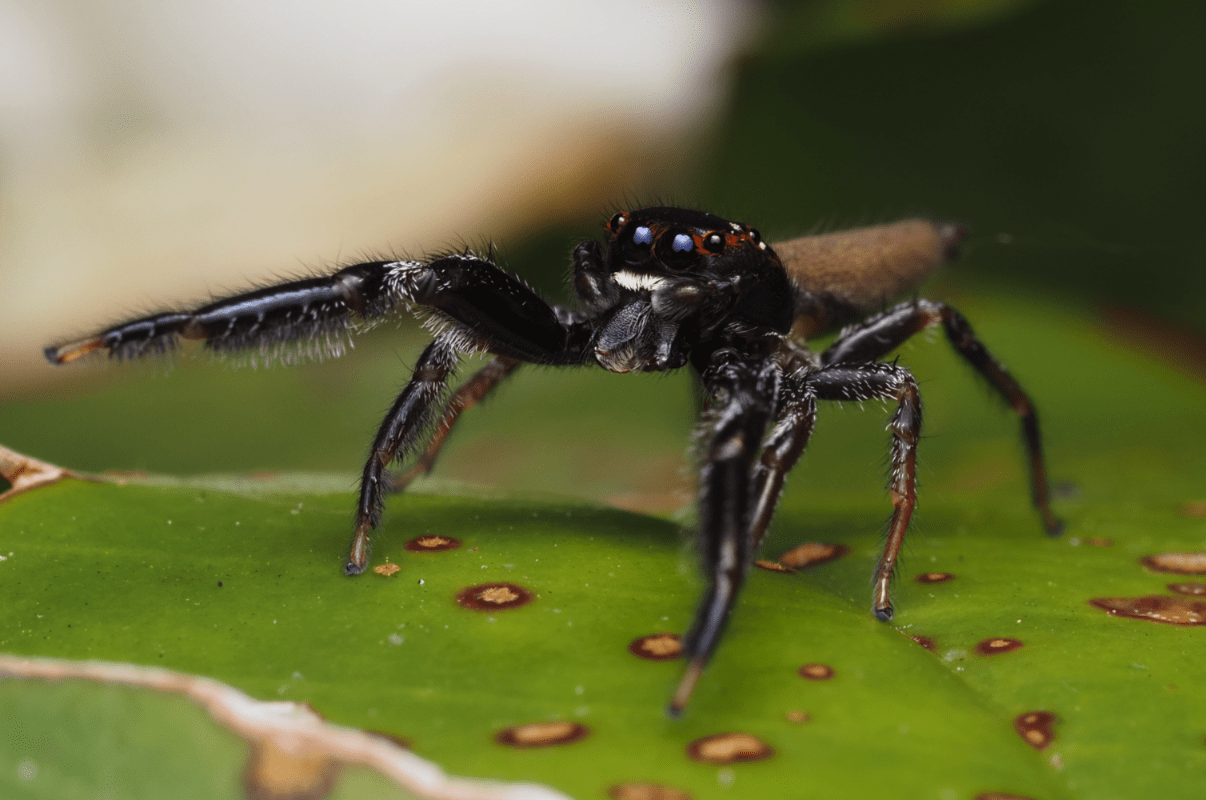 macrophotographie araignee sauteuse australie cairns mâle bavia aericeps by ludwine probst