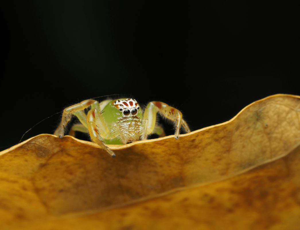 macrophotographie araignee sauteuse australie cairns mopsus mormon by ludwine probst