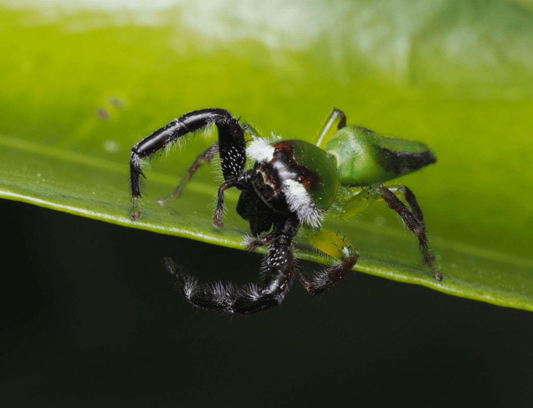 macrophotographie araignee sauteuse australie cairns mopsus mormon male by ludwine probst