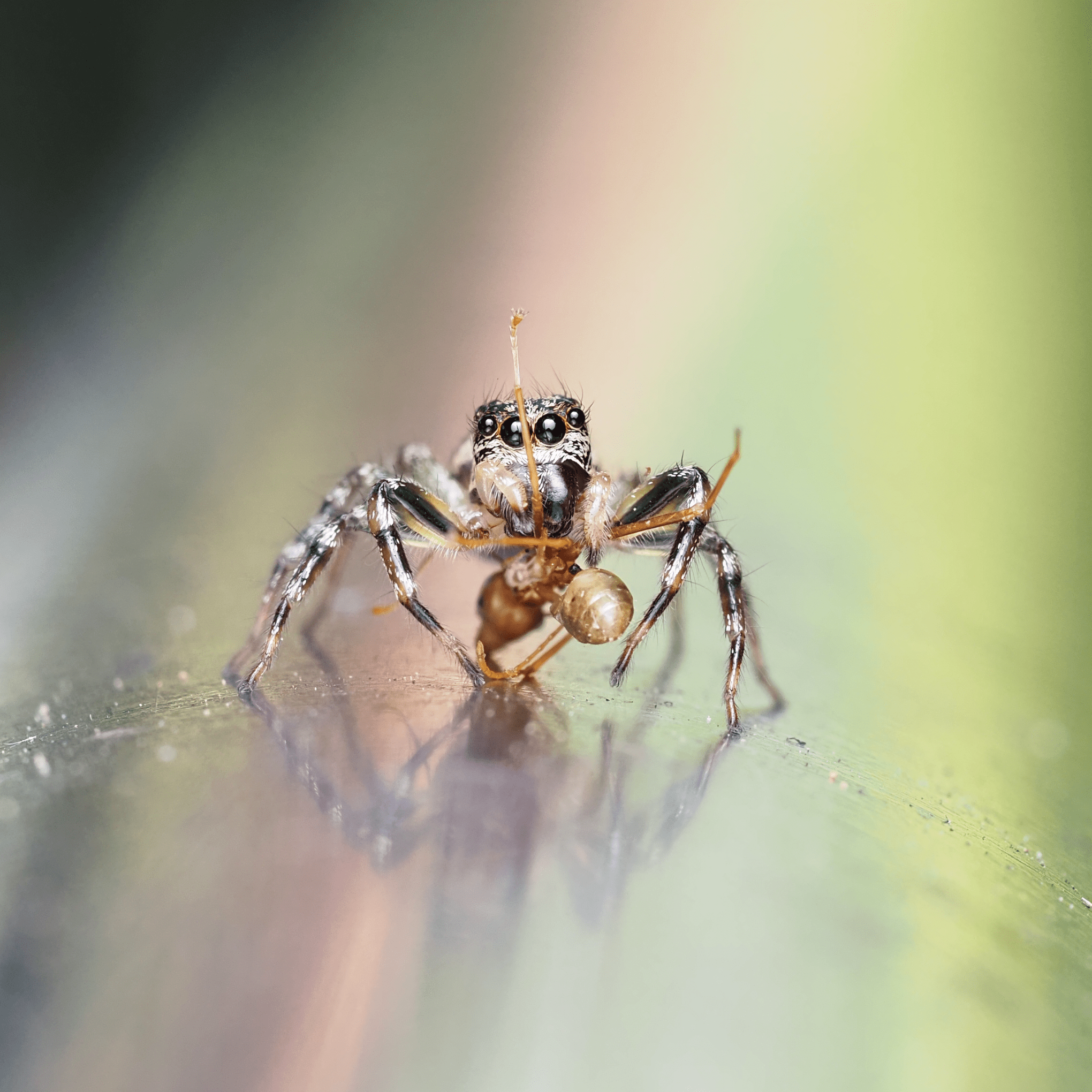 macrophotographie araignée sauteuse zenodorus swiftorum ludwine probst