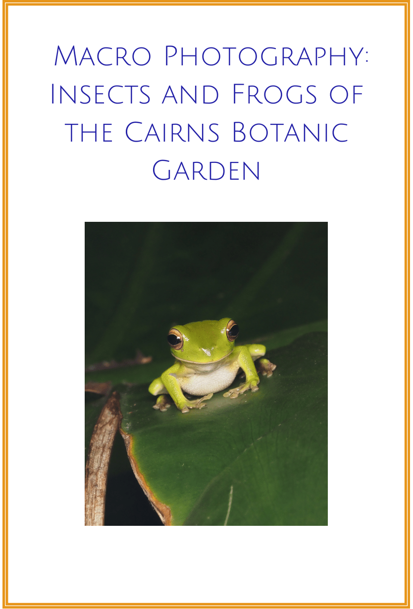 Article Macro Photography Frogs and Insects Spiders in Cairns Australia Ludwine Probst