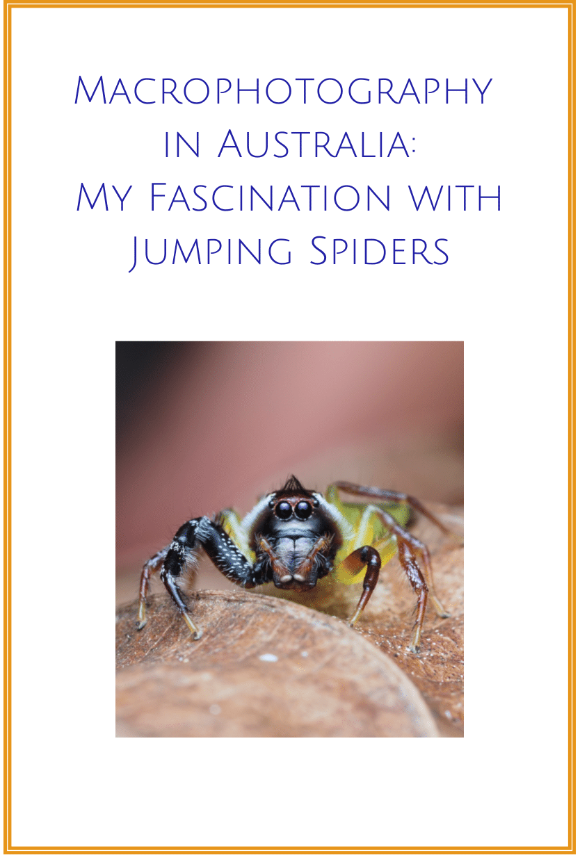 Article Macro Photography Jumping Spiders in Cairns Australia Ludwine Probst