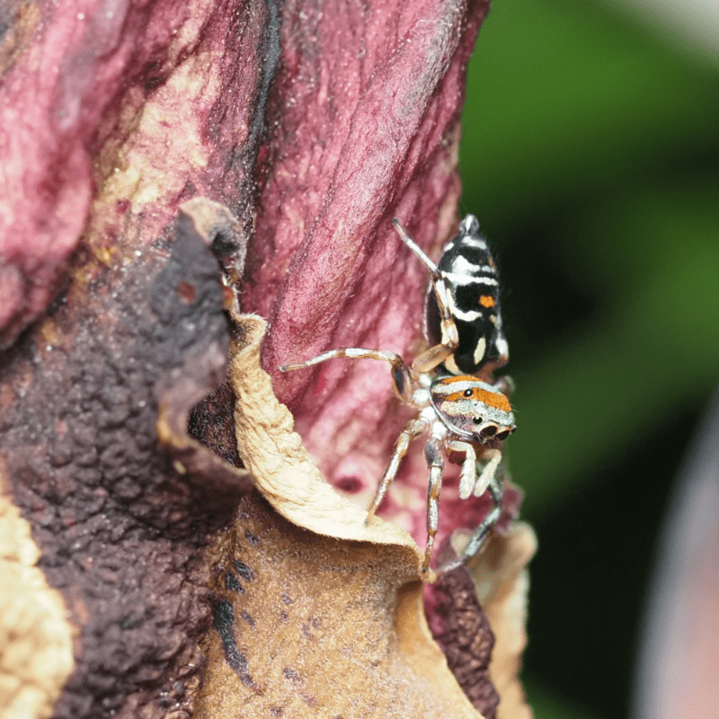 macrophotographie araignée sauteuse Australie Cosmophasis micarioides ludwine probst