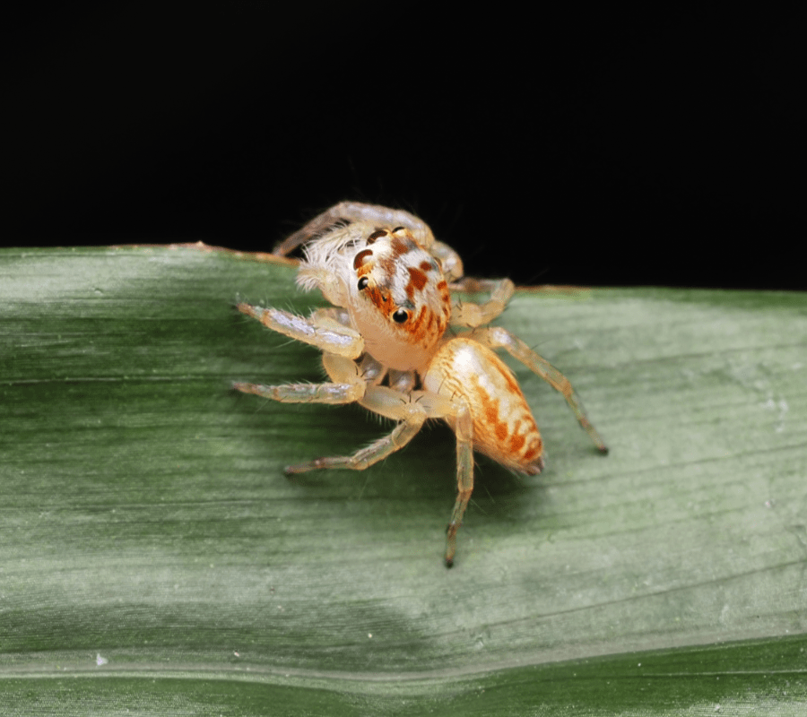 macrophotographie araignee sauteuse australie cairns cytaea plumbeiventris femelle by ludwine probst