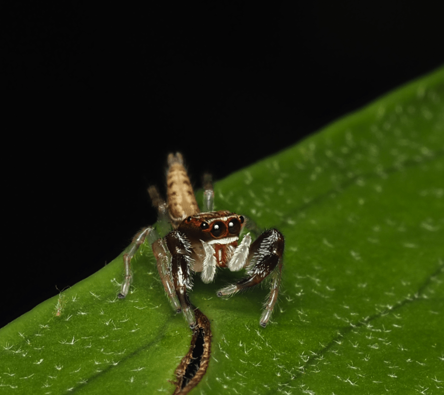 macrophotographie araignee sauteuse australie cairns cytaea plumbeiventris mâle by ludwine probst