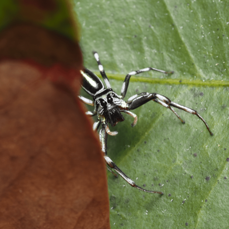 macrophotographie araignee sauteuse australie cairns cosmophasis micarioides mâle by ludwine probst