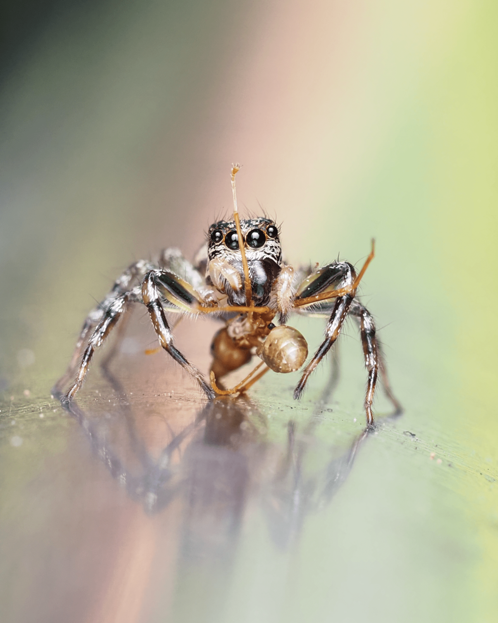 zenodorus-swiftorum-macrophotography-ludwine-probst-min