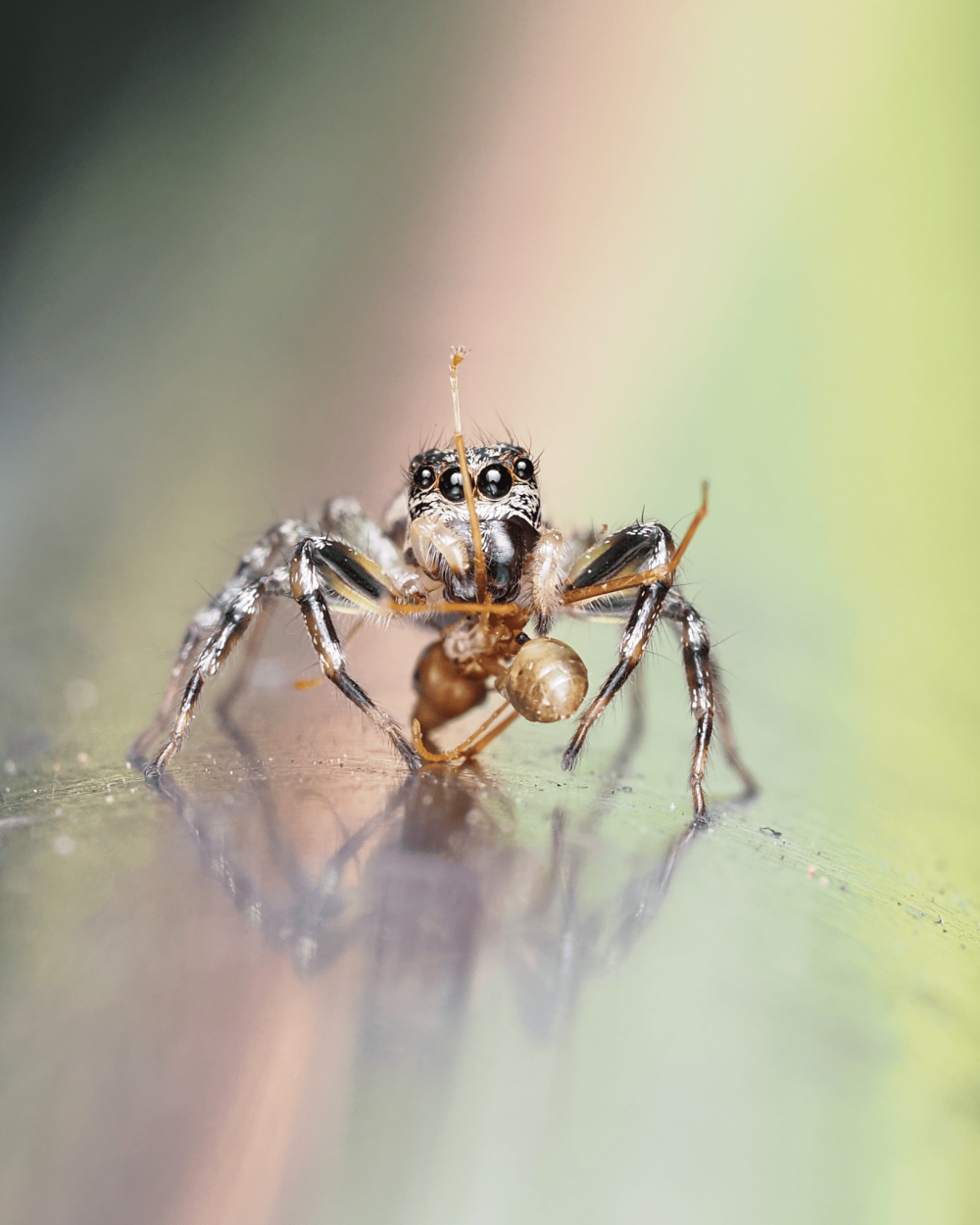 macrophotographie araignée sauteuse zenodorus swiftorum ludwine probst